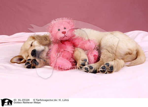 Golden Retriever Welpe / Golden Retriever Puppy / KL-05326