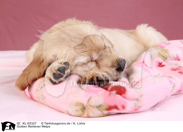 Golden Retriever Welpe / Golden Retriever Puppy / KL-05327
