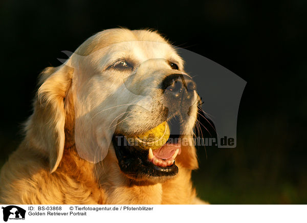 Golden Retriever Portrait / Golden Retriever Portrait / BS-03868