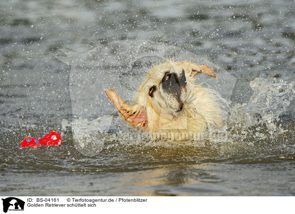 Golden Retriever schttelt sich / shaking Golden Retriever / BS-04161