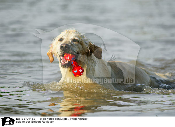 spielender Golden Retriever / playing Golden Retriever / BS-04162