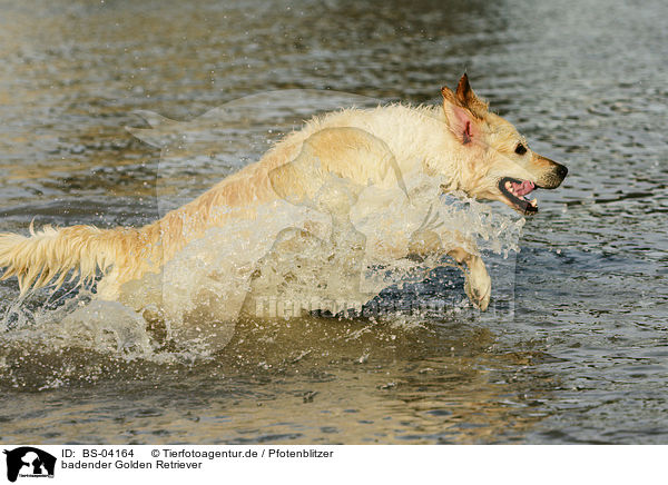 badender Golden Retriever / bathing Golden Retriever / BS-04164