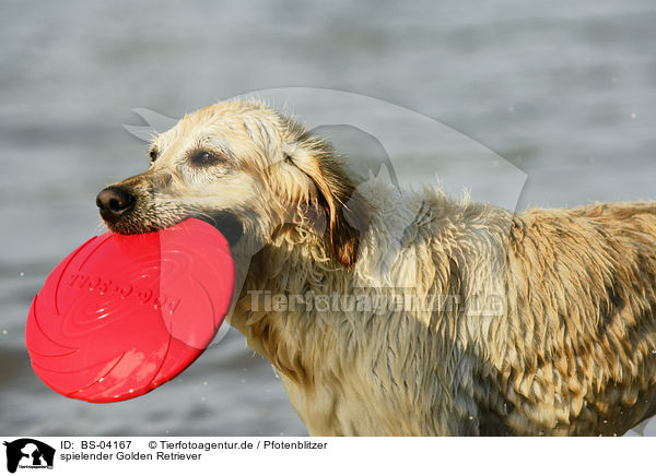 spielender Golden Retriever / playing Golden Retriever / BS-04167