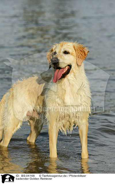 badender Golden Retriever / bathing Golden Retriever / BS-04168