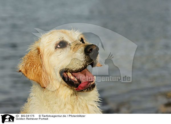 Golden Retriever Portrait / Golden Retriever Portrait / BS-04175
