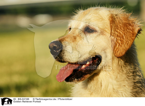 Golden Retriever Portrait / Golden Retriever Portrait / BS-04186