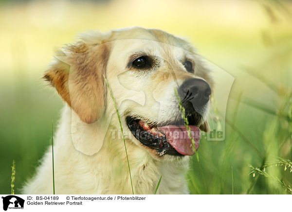 Golden Retriever Portrait / Golden Retriever Portrait / BS-04189