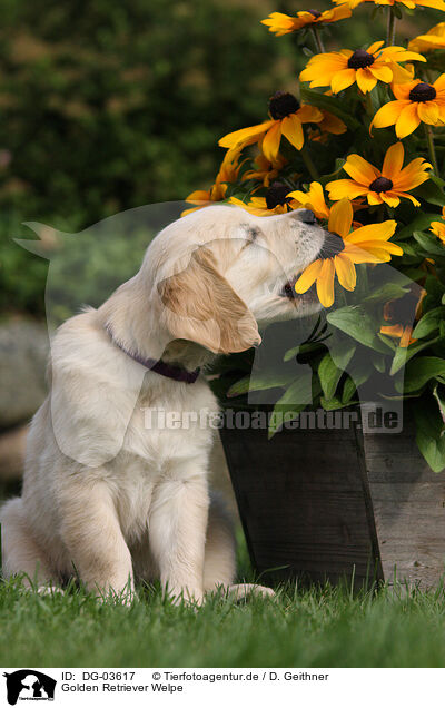 Golden Retriever Welpe / Golden Retriever puppy / DG-03617