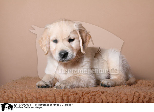 Golden Retriever Welpe / Golden Retriever Puppy / CR-02004