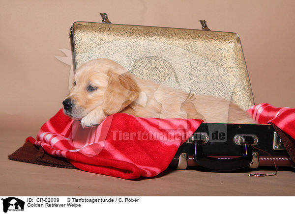 Golden Retriever Welpe / CR-02009