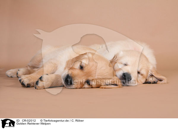 Golden Retriever Welpen / Golden Retriever Puppies / CR-02012
