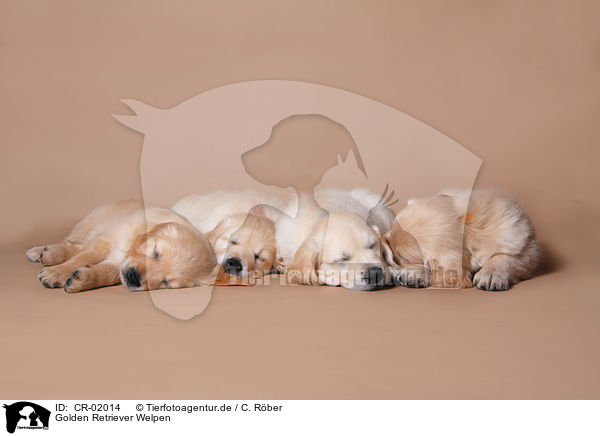 Golden Retriever Welpen / Golden Retriever Puppies / CR-02014