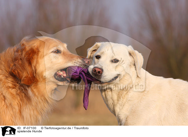 spielende Hunde / playing dogs / IF-07100