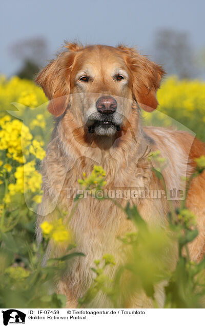 Golden Retriever Portrait / Golden Retriever Portrait / IF-07459