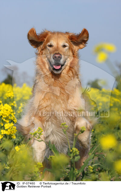 Golden Retriever Portrait / Golden Retriever Portrait / IF-07460