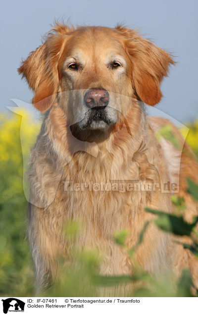 Golden Retriever Portrait / Golden Retriever Portrait / IF-07461