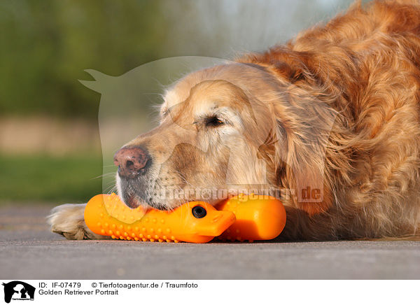 Golden Retriever Portrait / Golden Retriever Portrait / IF-07479