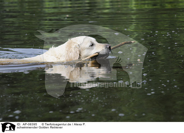 schwimmender Golden Retriever / swimming Golden Retriever / AP-08395