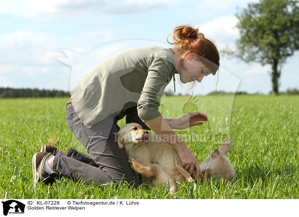 Golden Retriever Welpen / Golden Retriever Puppies / KL-07228