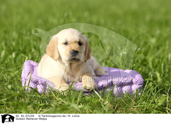 Golden Retriever Welpe / KL-07239