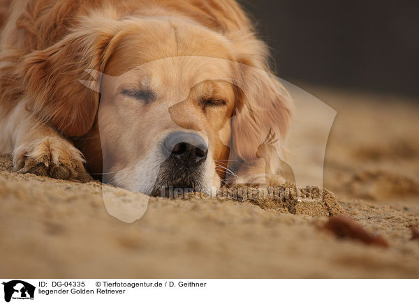 liegender Golden Retriever / lying Golden Retriever / DG-04335