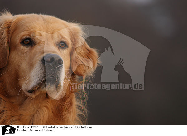 Golden Retriever Portrait / Golden Retriever Portrait / DG-04337