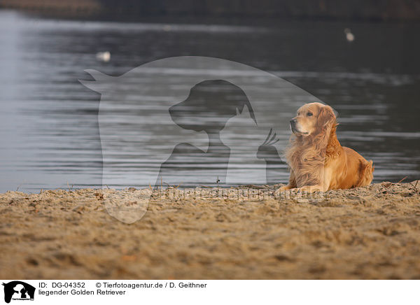 liegender Golden Retriever / lying Golden Retriever / DG-04352