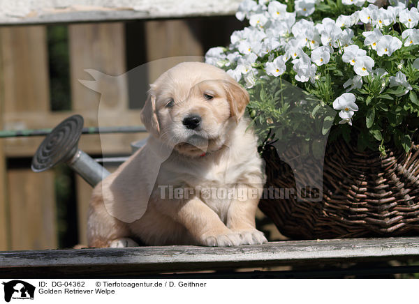 Golden Retriever Welpe / DG-04362