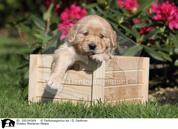 Golden Retriever Welpe / DG-04369