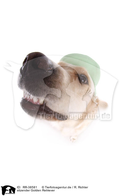 sitzender Golden Retriever / RR-38581