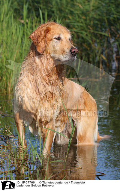 badender Golden Retriever / bathing Golden Retriever / IF-07766
