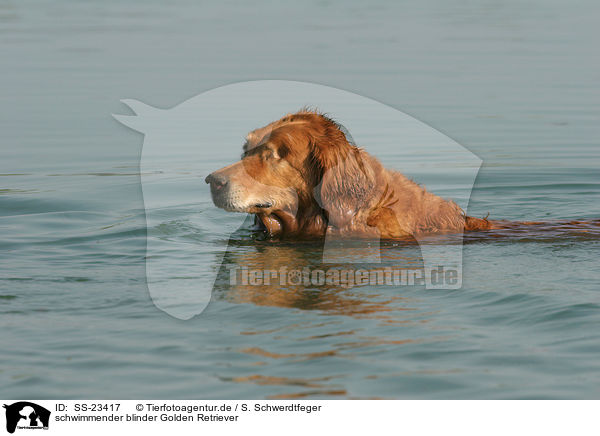schwimmender Golden Retriever / swimming Golden Retriever / SS-23417