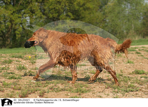 spielender Golden Retriever / playing Golden Retriever / SS-23421