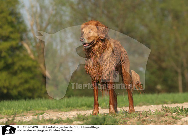 stehender Golden Retriever / standing Golden Retriever / SS-23428