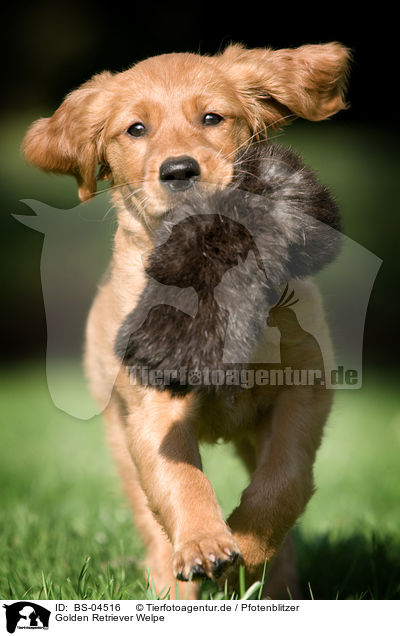Golden Retriever Welpe / Golden Retriever Puppy / BS-04516