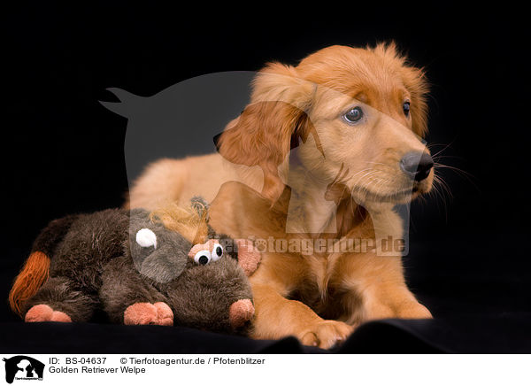 Golden Retriever Welpe / Golden Retriever puppy / BS-04637