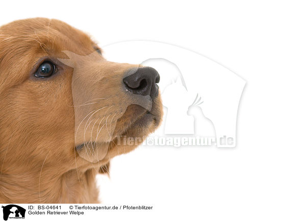 Golden Retriever Welpe / Golden Retriever puppy / BS-04641