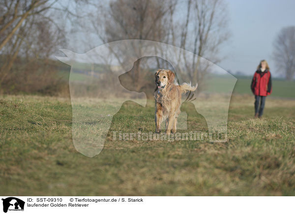 laufender Golden Retriever / walking Golden Retriever / SST-09310