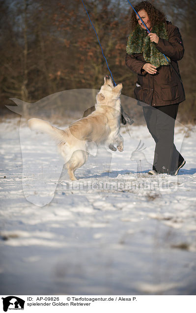 spielender Golden Retriever / playing Golden Retriever / AP-09826