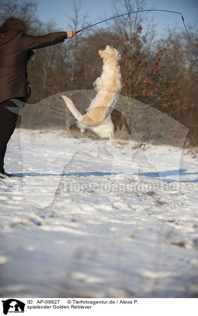 spielender Golden Retriever / playing Golden Retriever / AP-09827
