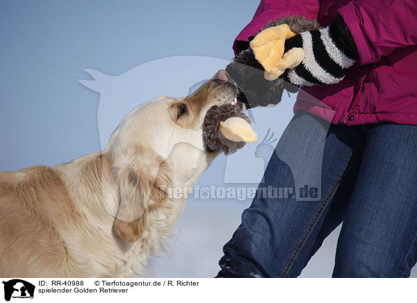 spielender Golden Retriever / playing Golden Retriever / RR-40988