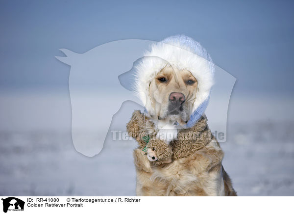 Golden Retriever Portrait / RR-41080