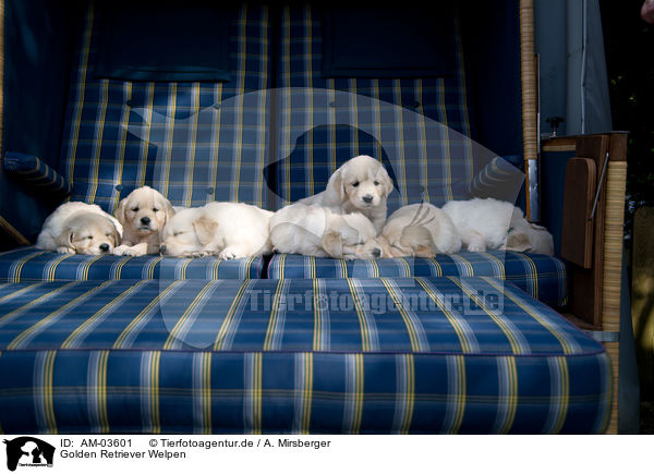 Golden Retriever Welpen / Golden Retriever Puppies / AM-03601