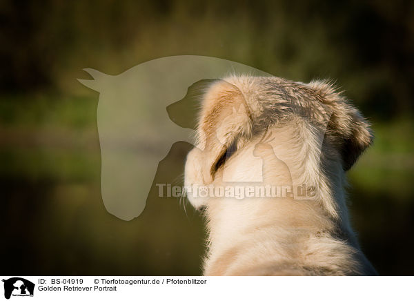 Golden Retriever Portrait / Golden Retriever Portrait / BS-04919