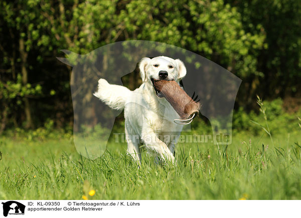 apportierender Golden Retriever / retrieving Golden Retriever / KL-09350