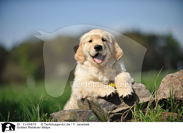 Golden Retriever Welpe / Golden Retriever Puppy / YJ-04810