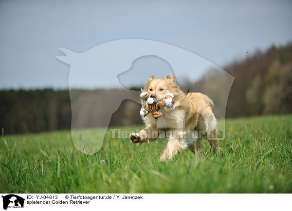 spielender Golden Retriever / playing Golden Retriever / YJ-04813