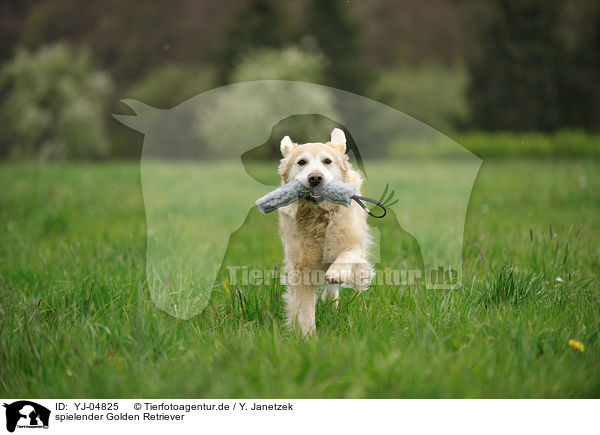 spielender Golden Retriever / playing Golden Retriever / YJ-04825