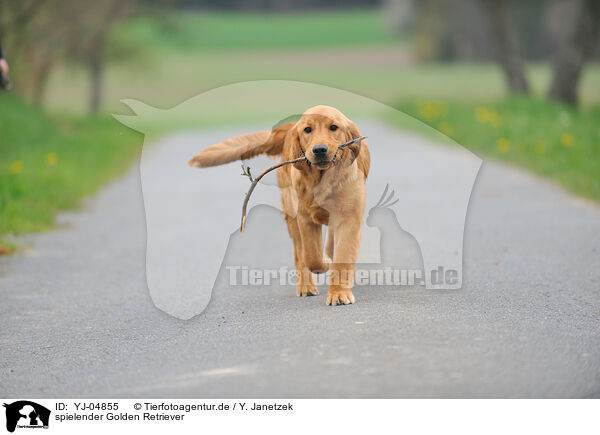 spielender Golden Retriever / playing Golden Retriever / YJ-04855