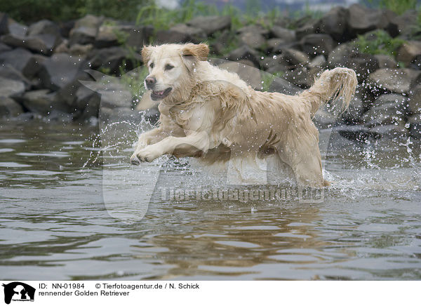 rennender Golden Retriever / running Golden Retriever / NN-01984